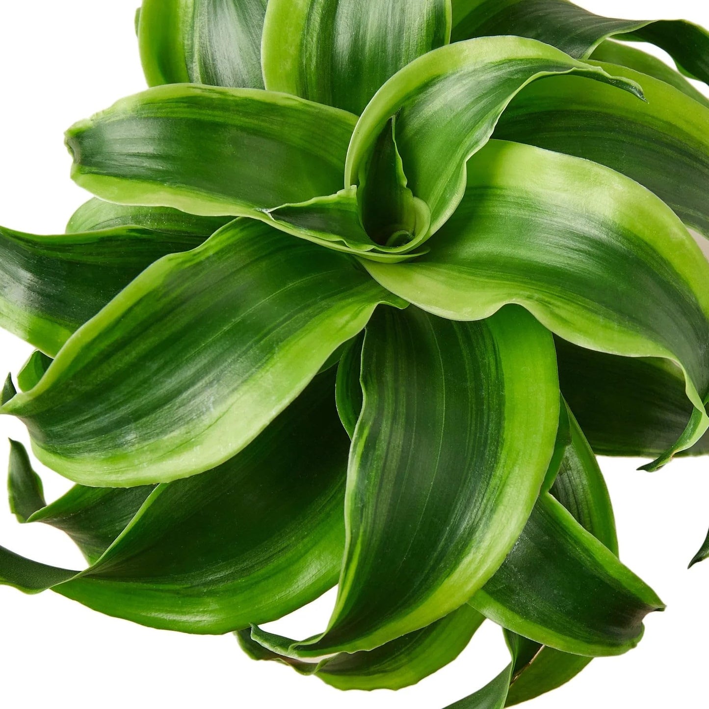 5 Pack Dracaena 'Tornado' in 4in Pot - Live Plants Tropical Houseplants | Variegated | USA Growers | The Snobby Leaf
