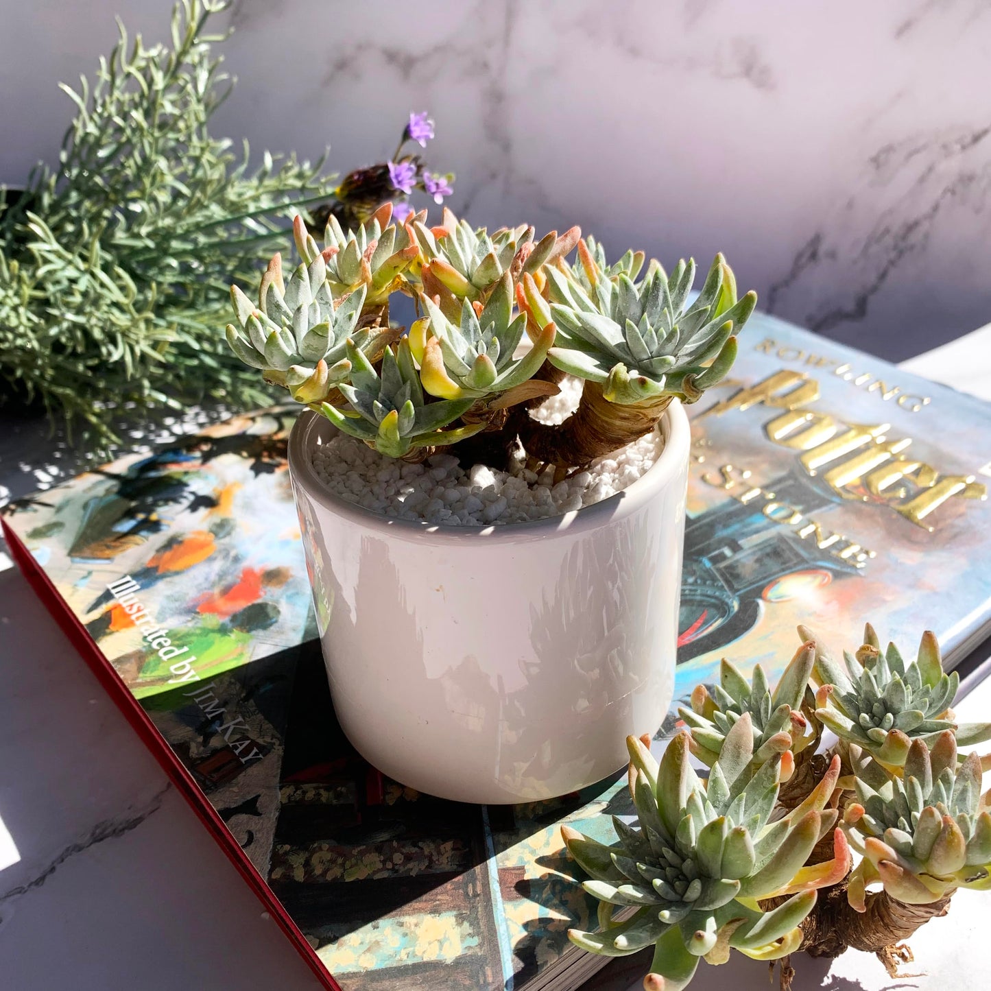 Dudleya Gnoma S.W.McCabe Rare Live Succulent Plants, 5-7 Heads 3.5" Bare Root Without Pot & Soil, Garden Indoor Office Desk Baby Shower Decoration, Friend Plant Lovers Gifts