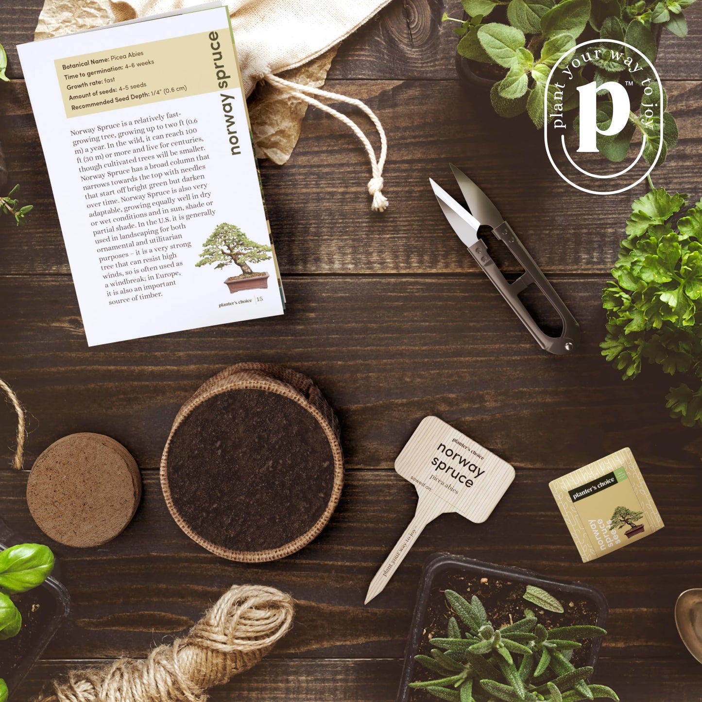 Bonsai Starter Kit - Gardening Mothers Day Gifts for Women & Men - Bonsai Tree Growing Garden Crafts Hobby Kits for Adults, Unique DIY Hobbies for Plant Lovers - Unusual Gifts Ideas Mom, Her, Friend