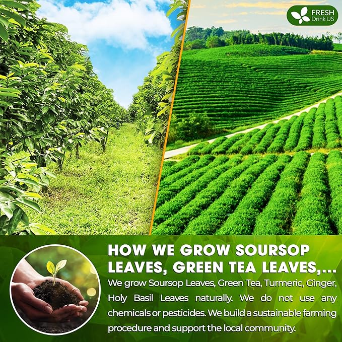 FreshDrinkUS, Premium 75 Tea Bags Soursop Green Tea, 100% Natural & Proprietary Blend from Soursop Leaves and Green Tea. Smooth Flavor. Made with Eco-Conscious Tea Bags. No Additives No Sugar, Vegan.