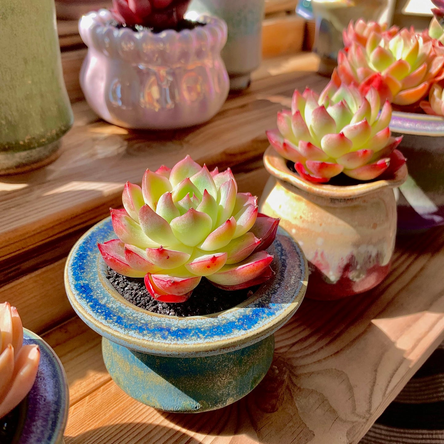 Echeveria Crystal Rose Rare Live Succulent Plants, Mini Pink 1 Head 2" Live Plant,Bare Root Without Pot Soil,Garden Indoor Office Desk Wedding Party Baby Shower Decoration, Friend Plant Lovers Gifts