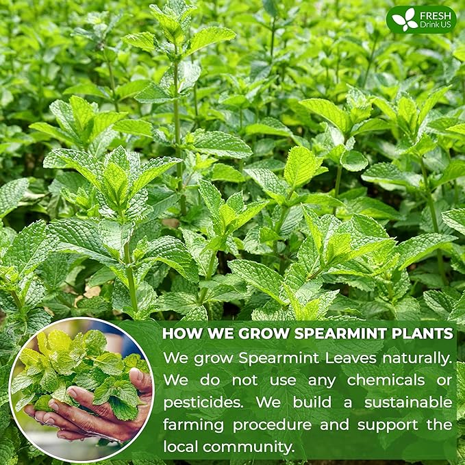 FreshDrinkUS Premium 135 Spearmint Tea Bags, 100% Natural & Pure Spearmint Leaves. Loose Leaf Herbal Tea. No Sugar, No Caffeine, No Gluten, Vegan
