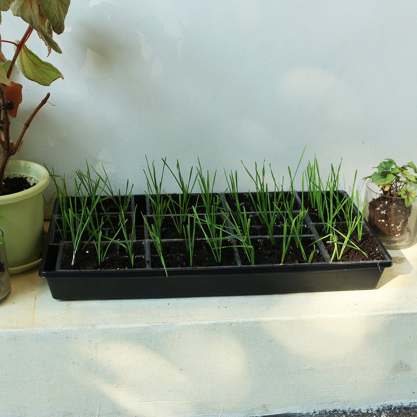 Gardzen 10 Pack Seed Trays, Reusable Plant Grow Trays, Ideal for Seed Starting, Microgreens, Indoor Gardening, and Greenhouse Plant Nurseries - No Drain Holes, 20"x10"