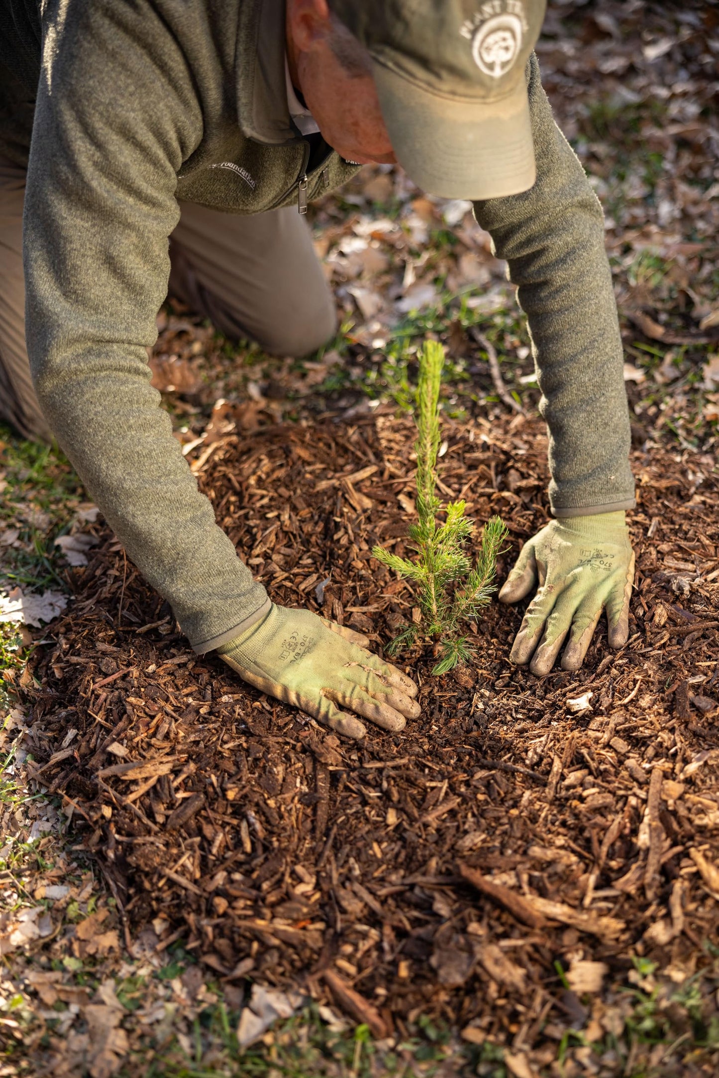 Black Spruce Live Tree Plug Seedlings | 6"-12" | Arbor Day Foundation (10-Pack)
