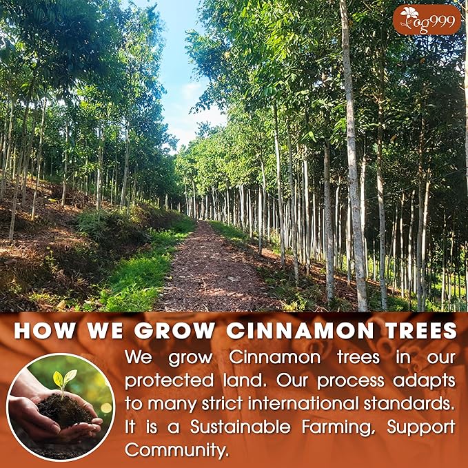 TOG999, Premium 200 Tea Bags - Special Cinnamon Tea, 100% Natural & Pure, Herbal Tea. Cinnamon Stick Herbal Spice
