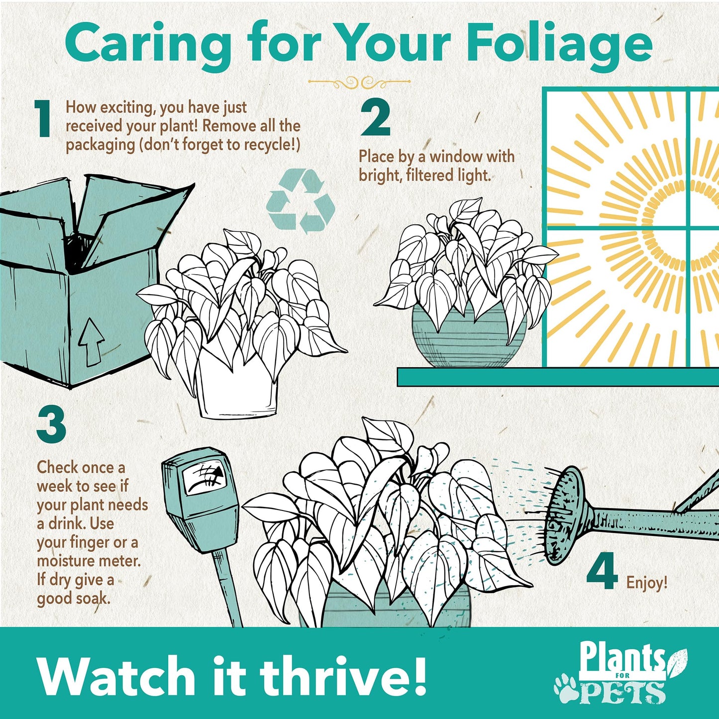 Ficus Shivereana 'Moonshine', Rare Rubber Trees, Unique Live Houseplant Decor in 6" White Pot, Easy Gift, Variegated Live Ficus Houseplants, Office & Decorative Plants by Plants for Pets