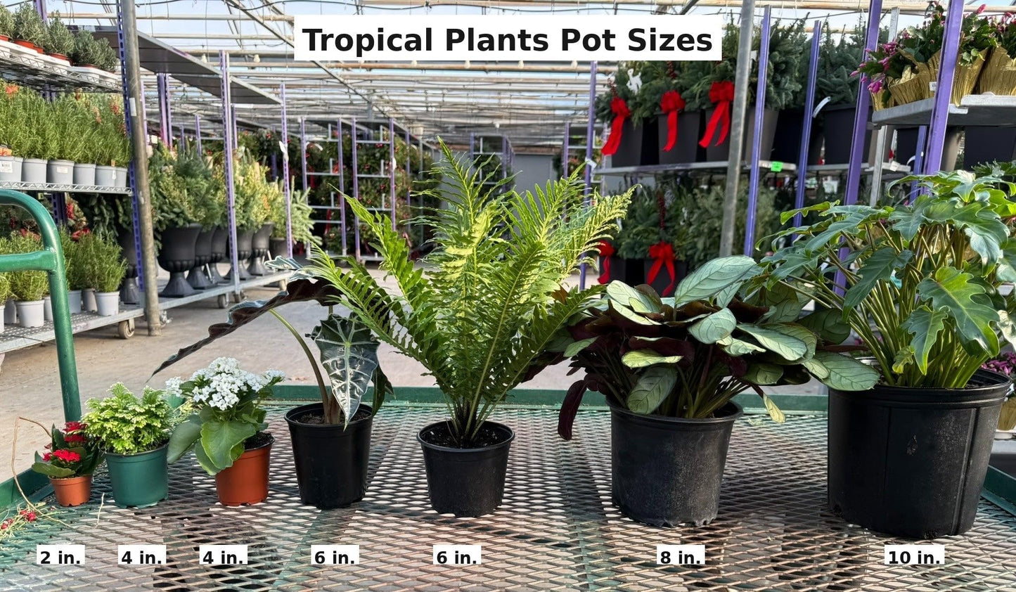 RedCrocus - RedCrocus Trinette Umbrella Plant Schefflera arboricola Variegated Indoor Outdoor Foliage Decor 10" Pot
