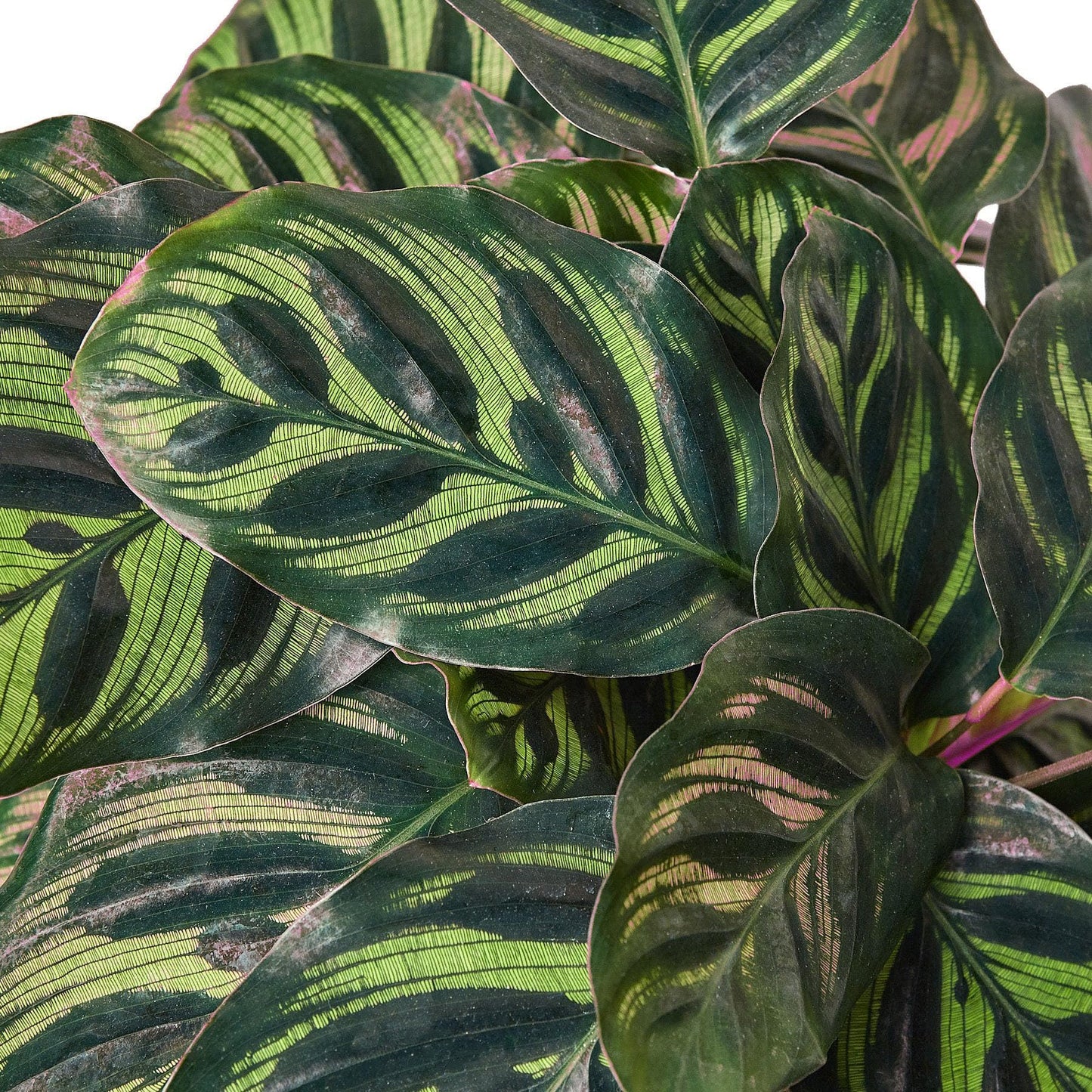 7 Pack Calathea 'Makoyana' in 6in Pot - Live Tropical Houseplant - Easy to Grow | Air Purifying | Pet Friendly | Variegated | USA Growers | The Snobby Leaf