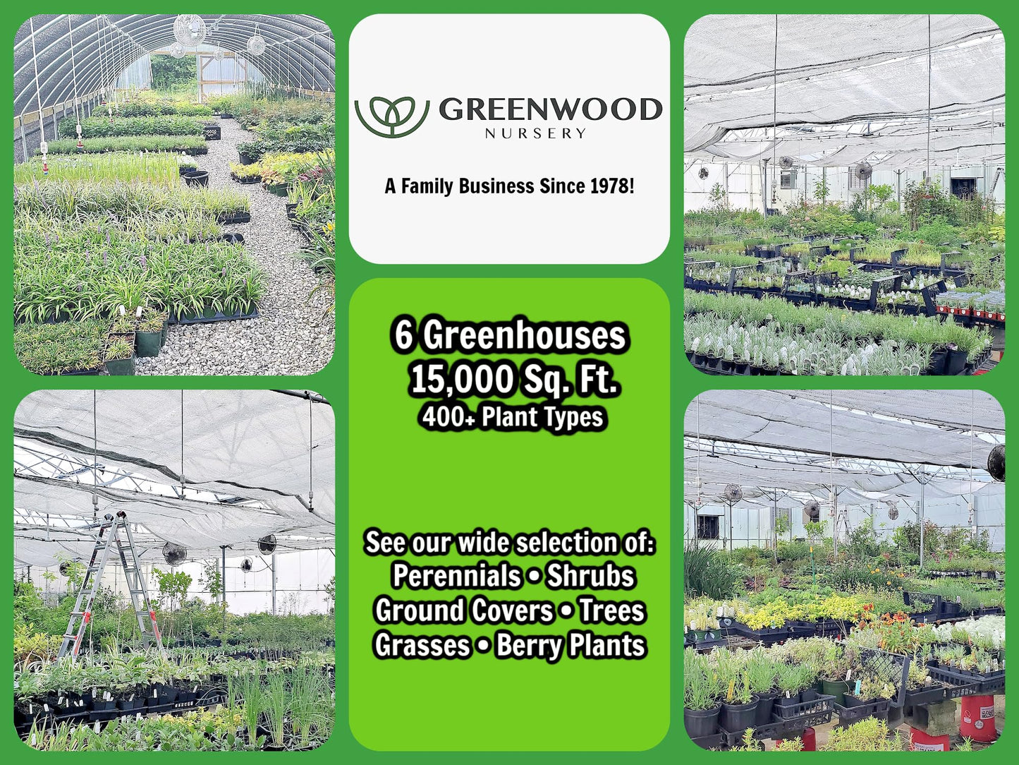 Greenwood Nursery: Live Perennial Plants - Orange Trumpet Creeper Vine + Campsis Radicans - [Qty: 2X Pint Pots] - (Click for Other Available Plants/Quantities)