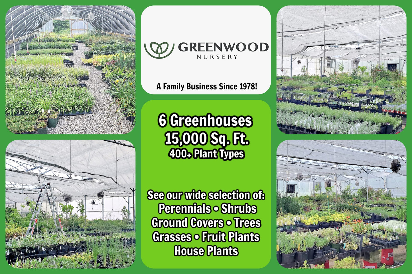 Greenwood Nursery: Live Perennial Plants - Firewitch + Dianthus Gratianopolitanus - [Qty: 2X 3.5 Pots] - (Click for Other Available Plants/Quantities)