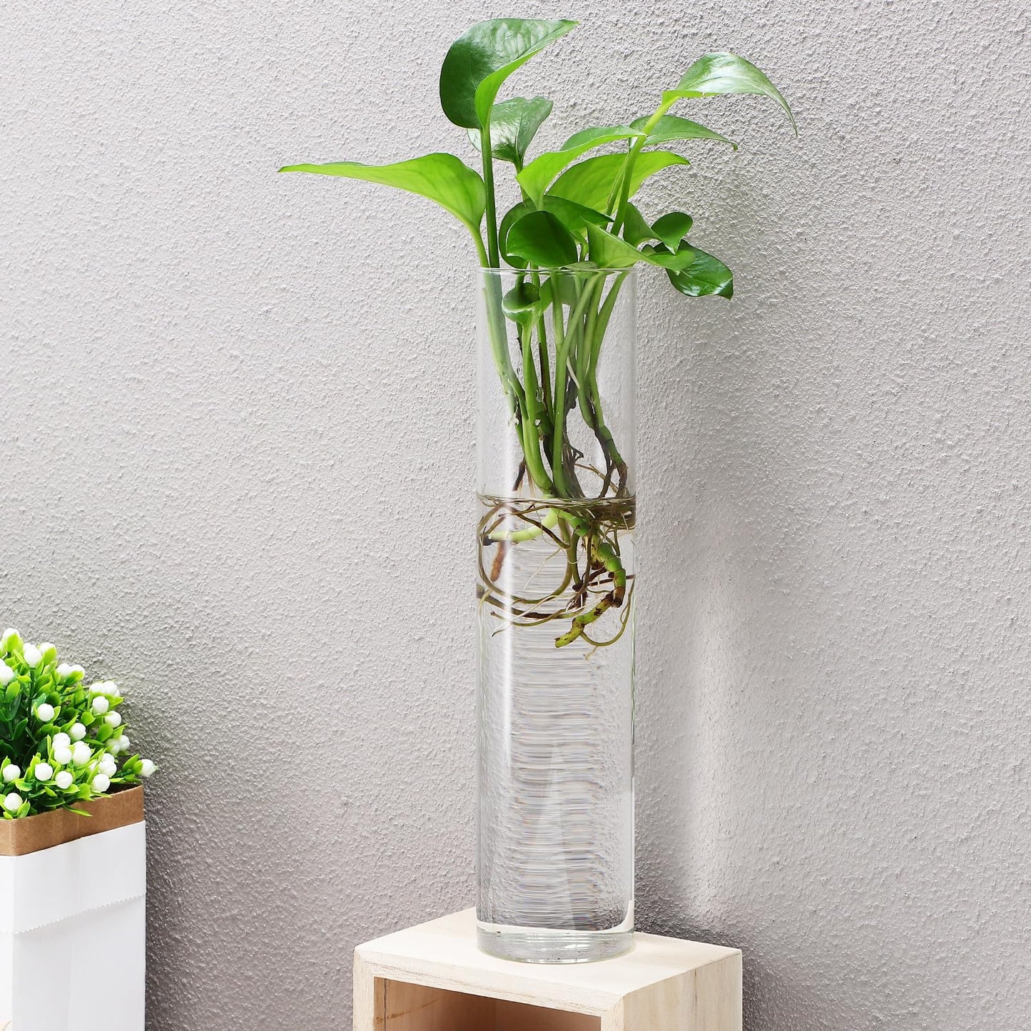 OSOLADY Wall Mounted Glass Cylinder Vases for Plants, Hanging Terrariums Water Propagation Stations, 2pcs Large Round Tube Holders for Indoor Home Décor