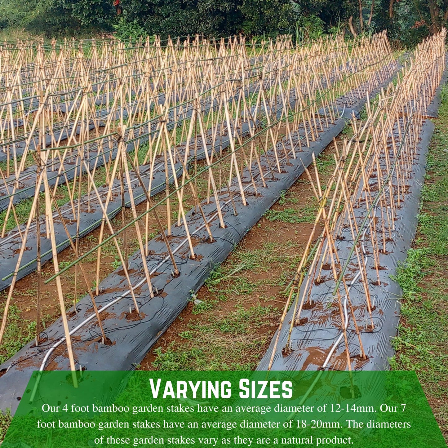 Farm Plastic Supply - Bamboo Garden Stakes - Bambo Sticks, Bamboo Plant Stakes for Outdoor Plants, Plant Support Stakes for Indoor Plants (7 Foot, 20)